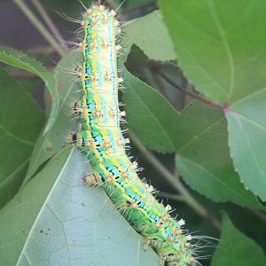 Giant Silkworm (Saturnia pyretorum) caterpillar