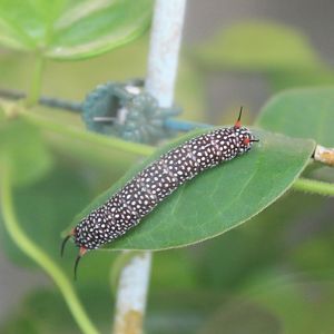 Ceylon Blue Glassy Tiger (Ideopsis similis) caterpillar