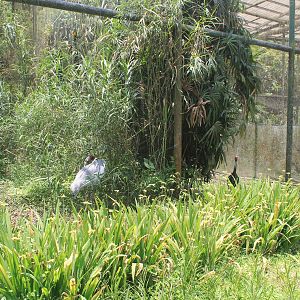 Crane aviaries