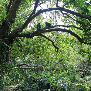 Bird World - second walk-through aviary
