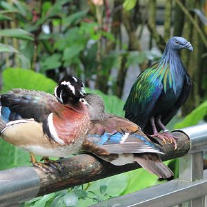 Carolina Wood Ducks and Nicobar Pigeon