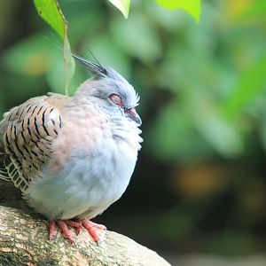 Australian Crested Pigeon (Ocyphaps lophotes)