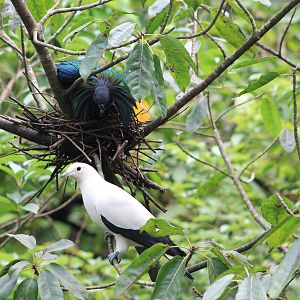 Nicobar Pigeon and Pied Imperial Pigeon