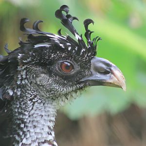 Female Great Curassow (Crax rubra)
