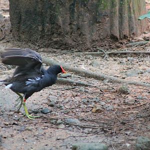 Common Moorhen (Gallinula chloropus)