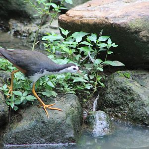 White-breasted Waterhen (Amaurornis phoenicurus)