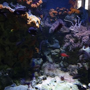 Cardinalfish / damselfish tank