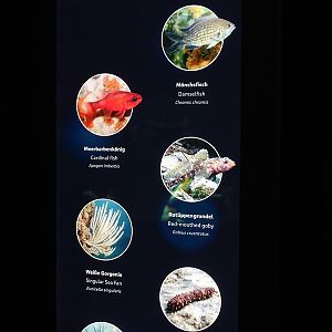 Signage for Cardinalfish / damselfish tank