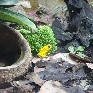Golden Poison Frog