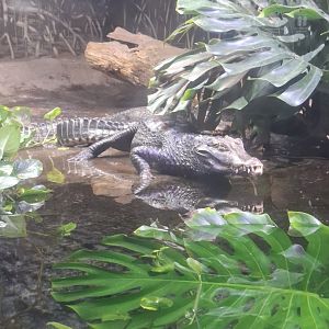 Cuvier’s Dwarf Caiman