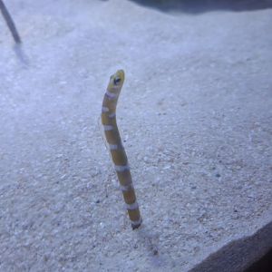 Splendid Garden Eel