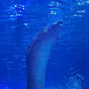 Laced Moray Eel
