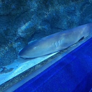 Atlantic Nurse Shark