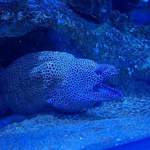 Laced Moray Eel