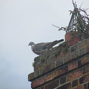 Wood pigeon