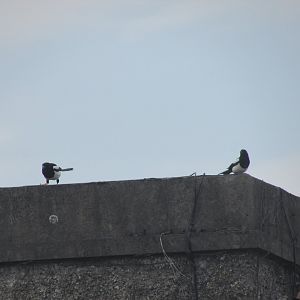 Eurasian magpies