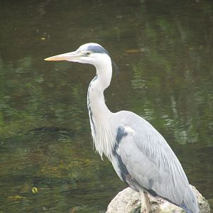 Grey heron