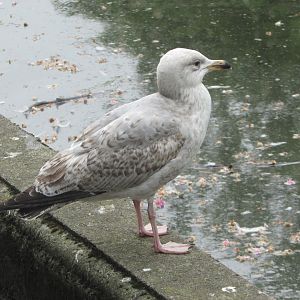 European herring gull???