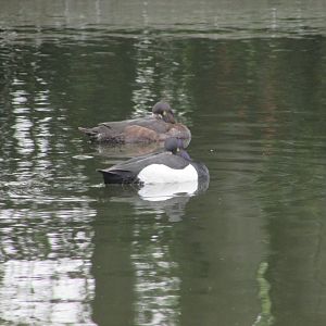 Tufted ducks
