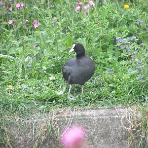 Eurasian coot