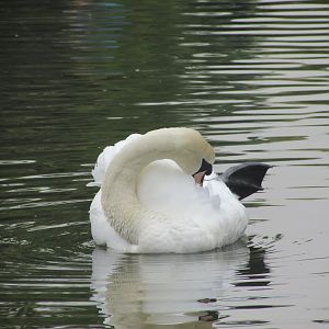 Mute swan