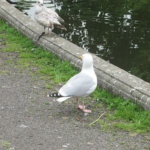 European herring gulls
