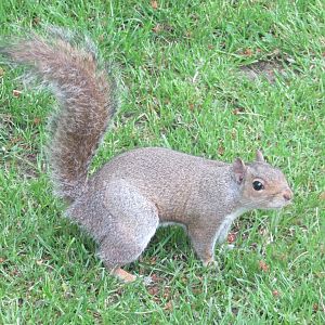 Eastern grey squirrel