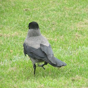 Hooded crow