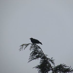 Eurasian blackbird