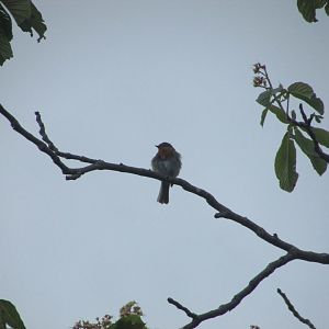 Eurasian robin