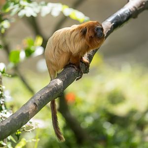 Golden Lion Tamarin, Shepreth, UK