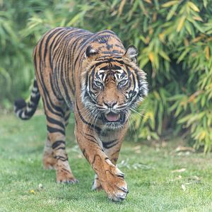 Sumatran Tiger (f) Shepreth, UK