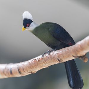 White Crested Turaco, Shepreth, UK
