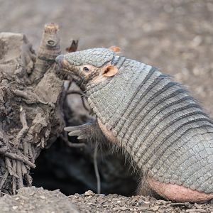 Large Hairy Armadillo, Shepreth, UK