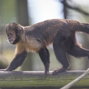 Capuchin monkey, Shepreth, UK