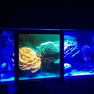Fluorescent Coral Display