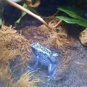 Blue Poison Dart Frog