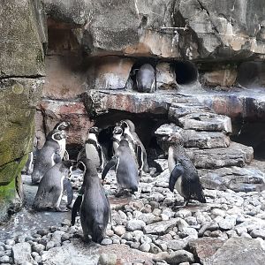 Humboldt Penguins