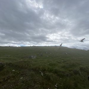 Flying geese