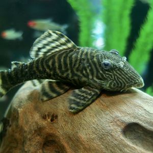 Iquitos Tiger Pleco (Panaqolus changae)