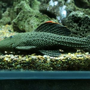 Leopard Cactus Pleco (Pseudacanthicus leopardus)
