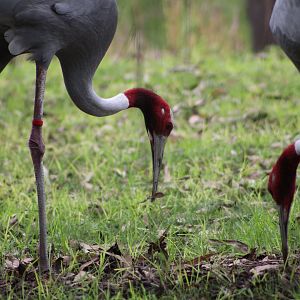 Sarus Cranes (Antigone antigone)
