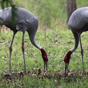Sarus Cranes (Antigone antigone)