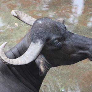 Water Buffalo Portrait (B. bubalis)