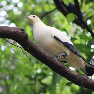 Pied Imperial Pigeon (Ducula bicolor)