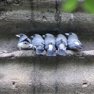 White-Breasted Woodswallows (Artamus leucoryn)