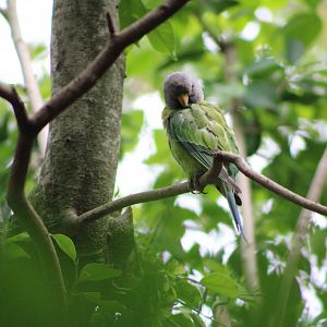 Plum-Headed Parakeet (Psittacula cyanocephala)