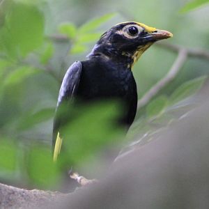 Golden-Crested Myna (Ampeliceps coronatus)