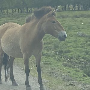 Przewalski’s wild horse