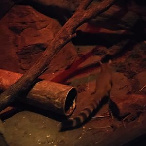 Ringtail (part of a video I took)